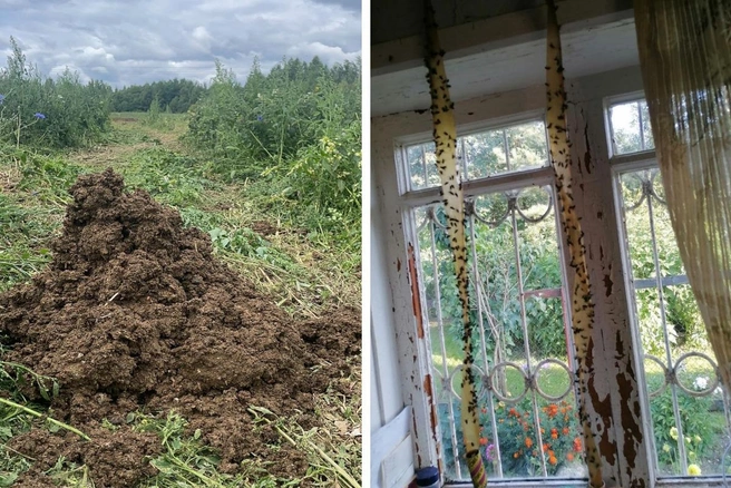 Жители Пошехонского района пожаловались на горы помета и полчища мух | Источник: предоставлено жителями