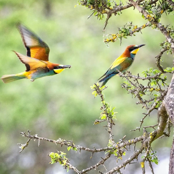 «Сейчас прилетит птичка!» | Источник: Santiago Leonardo Rodriguez / The Nature Photography Contest 2023