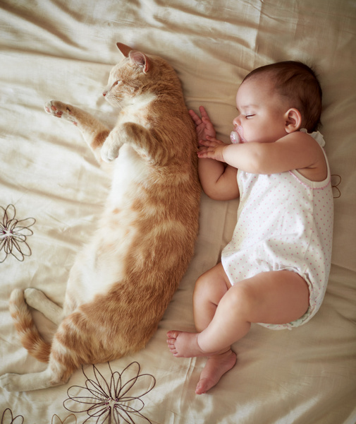 Ребенок и домашние животные, ребенок и кот в доме, ребенок и собака в доме