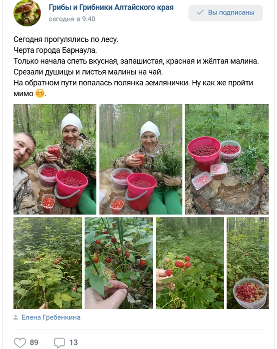 В районе Барнаула уже начала встречаться малина | Источник: «Грибы и грибники Алтайского края»