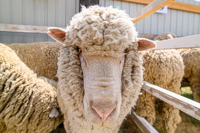 Кластер по переработке овечьей шерсти создадут в Забайкалье и Бурятии