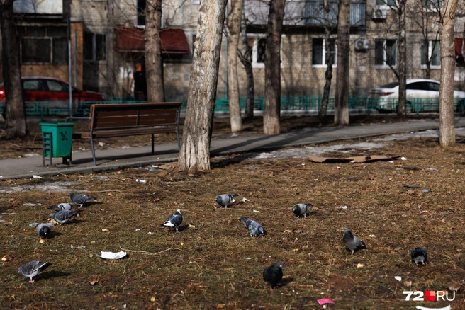 На различный мусор слетаются голуби. Ищут себе еду | Источник: Ирина Шарова / 72.RU