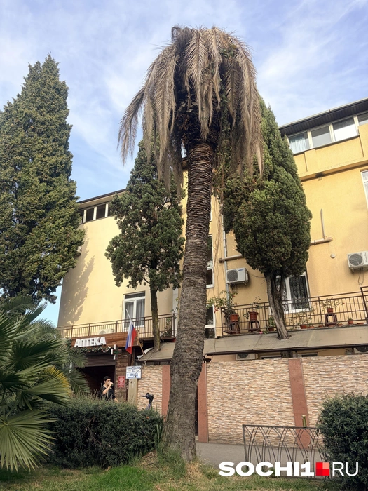 Эту пальму уже не спасти  | Источник: Анна Грицевич / SOCHI1.RU