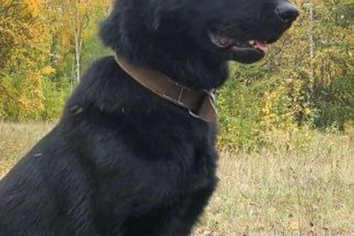 Пес Арес, легенда МВД Якутии, завершает службу