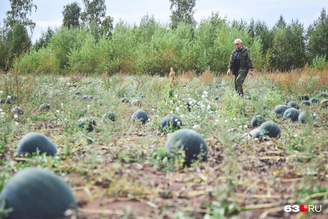 Земля здесь рыхлая, в ней много песка | Источник: Роман Данилкин / 63.RU