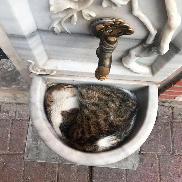 Источник: istanbulcatsofficial