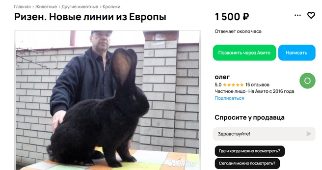 Для любителей более крупных грызунов | Источник: Авито