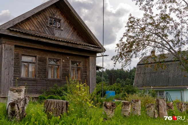 Забор из пеньков, как вам? | Источник: Кирилл Поверинов / 76.RU
