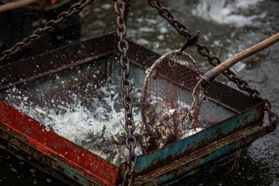 На Байкале возобновляют вылов омуля для рыбоводных заводов