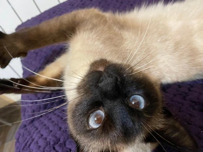 Теперь у этой симпатичной мордочки совсем другая жизнь | Источник: Нина Владимировна