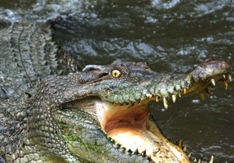 Крокодилы любят играть и умеют дружить с людьми