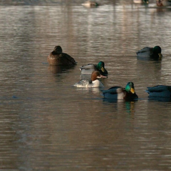 Источник: Павел Глазков / «Каждой твари по паре» 