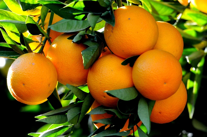 Источник: zcebeci via Shutterstock/Fotodom.ru