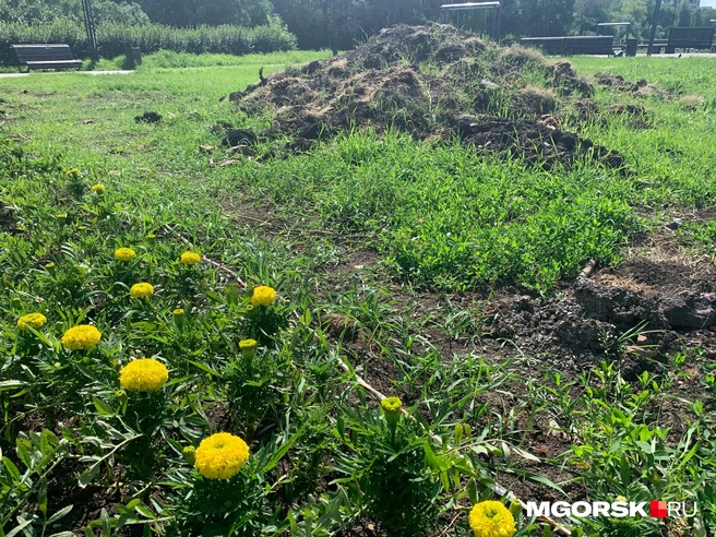 Желтые тагетесы выглядят бодрее всего | Источник: Полина Котышева / MGORSK.RU