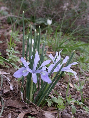 Сахарский ирис (Iris vartanii) | Источник: Gideon Pisanty Gidip, CC BY 3.0, via Wikimedia Commons