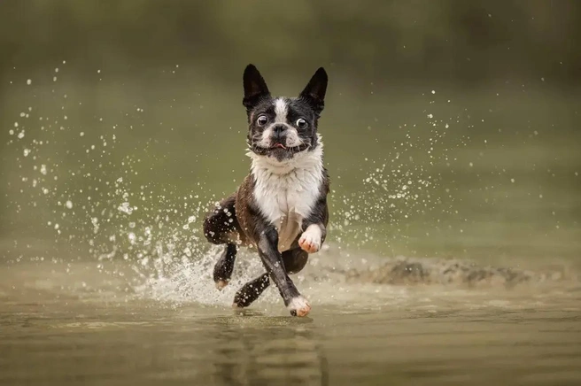 Источник: Nika Kuplenk Golobič / Dog Photography Awards — 2024