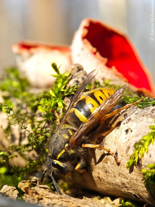Какие грибы сейчас собирают в лесу — подборка за последние дни  | Источник: Антон Кубышкин / Грибы и Грибники СПб