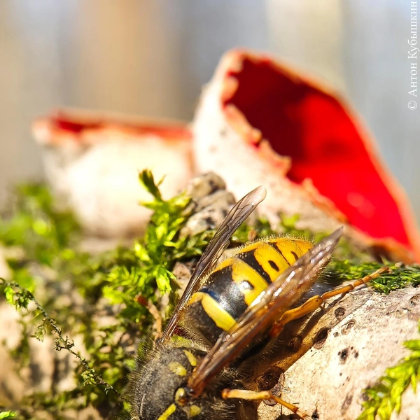 Источник: Антон Кубышкин / Грибы и Грибники СПб