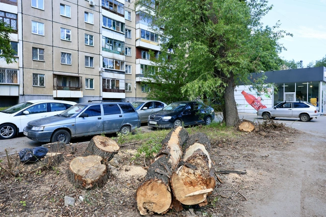 Видно, что деревья уже старые | Источник: Михаил Шилкин