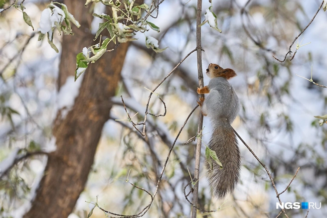 Первая декада октября в 2025 году в Новосибирске выдалась очень холодной | Источник: Александр Ощепков / NGS.RU