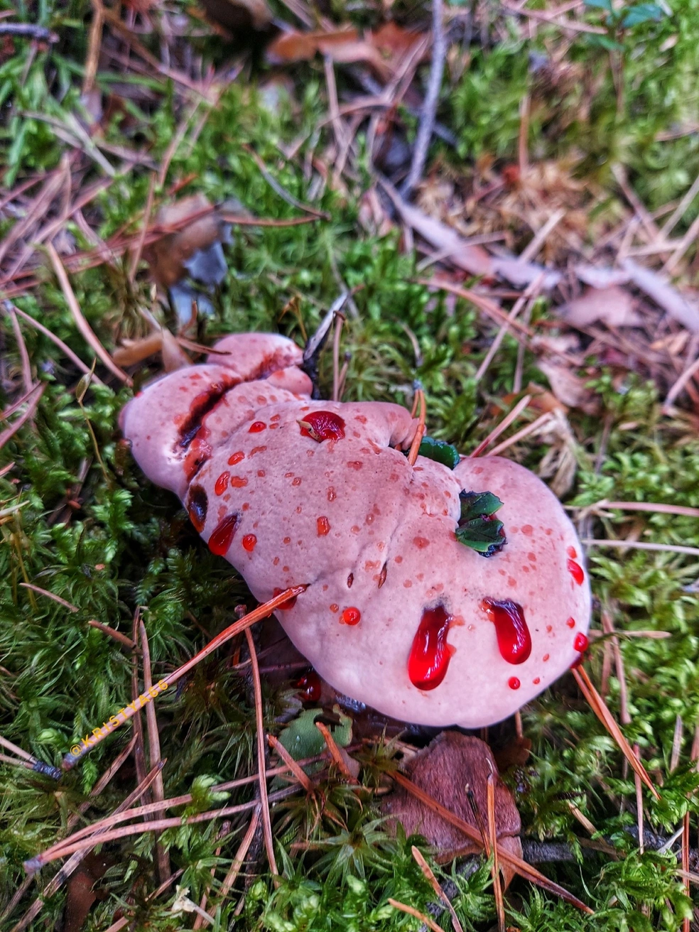 Говорят, этот гриб можно использовать как натуральный краситель | Источник: Кристина Редикульцева