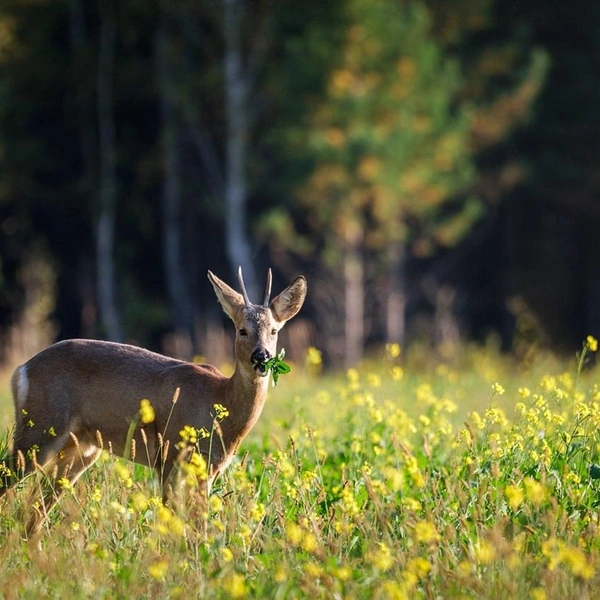 Источник: Виталий Бодрягин / t.me
