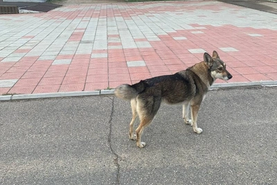 Самовыгул собак: закон есть, а контроля нет