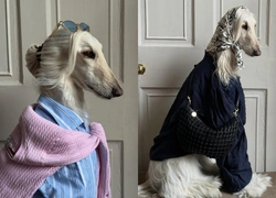 Афганская борзая Саманта — новая икона стиля: она гуляет в Pucci, Zara и Moschino