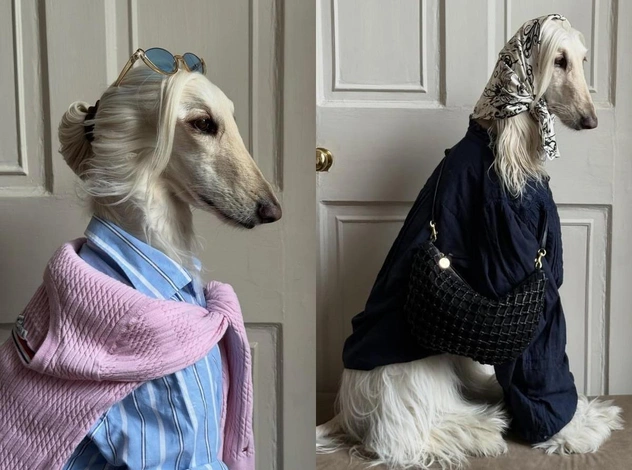 Афганская борзая Саманта — новая икона стиля: она гуляет в Pucci, Zara и Moschino