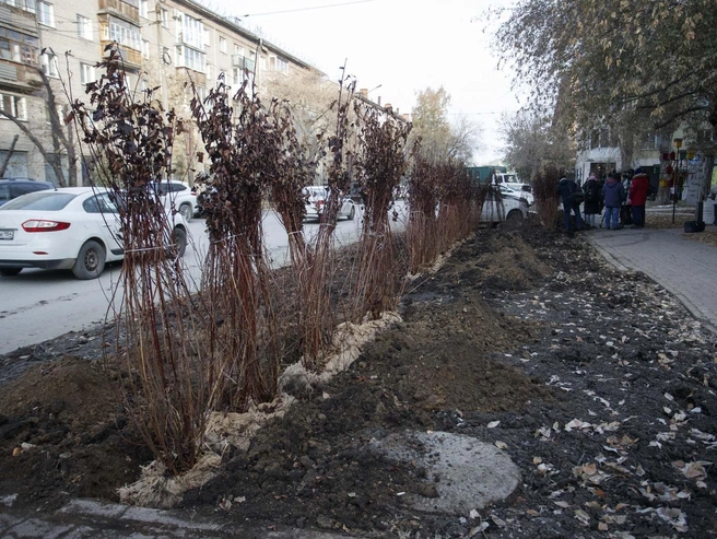 Мэрия Новосибирска сообщила накануне о запланированном озеленении на улице Советской, 44. Сотрудники приступили к посадке ста кустов кизильника. | Источник: Фото: Андрей Бортко, NGS.RU