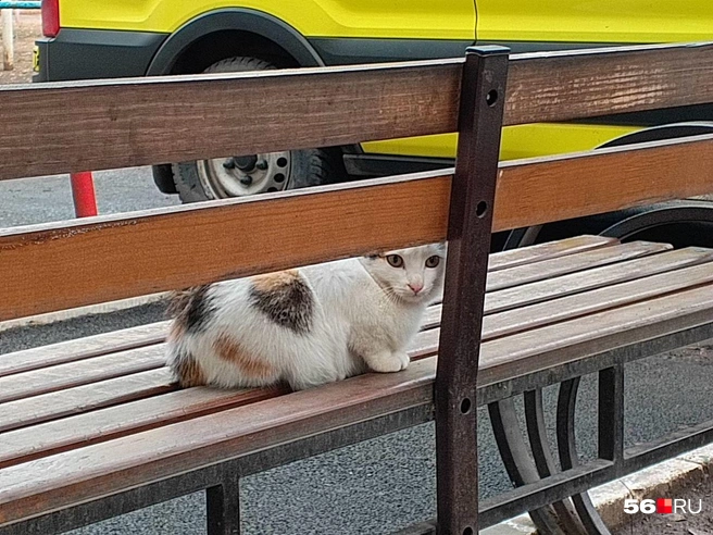 По двору бегают кошки и собаки | Источник: Владислав Митрошин / 56.RU