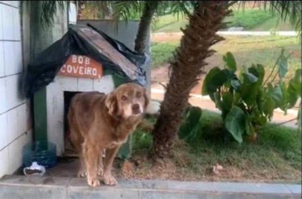 Закон Боба Могильщика: в Бразилии разрешили хоронить домашних животных вместе с хозяевами