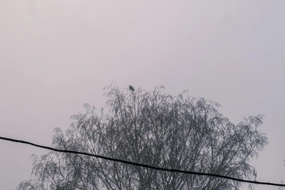 В Уфе за вырубку дерева посадят новое и возьмут компенсацию