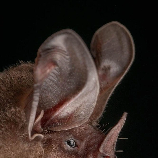 Карликовая ушастая летучая мышь (Lophostoma brasiliense) | Источник: José Gabriel Martínez-Fonseca via PetaPixel