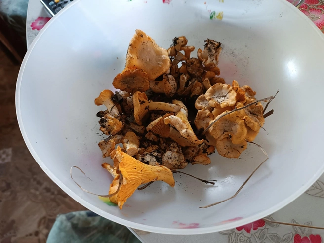 В лесах есть и другие грибы  | Источник: «Грибы. Грибники Омска и Омской области.» / Vk.com