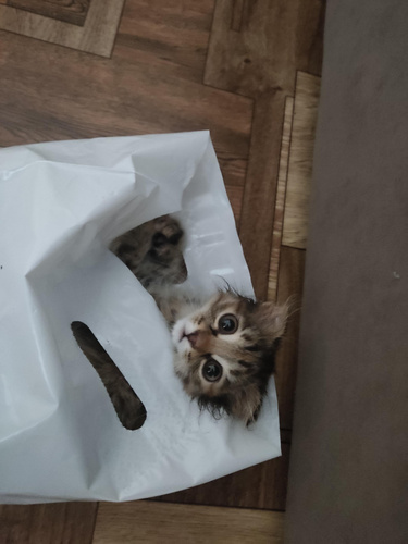 Изображение пользователя