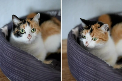 Perm seeks home for cat who broke crate and hid under ceiling