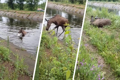 Спасатели спасли лося в Энгельсском районе