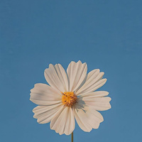 Аватарка Maryl