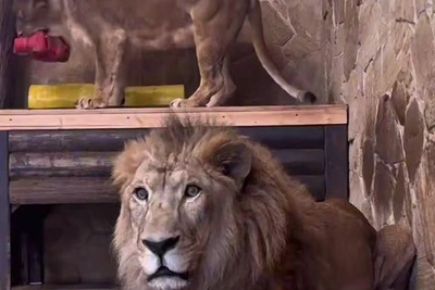 Хищники Ленинградского зоопарка получили валентинки с лакомствами