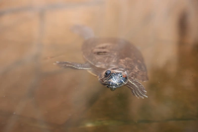Массовая гибель черепах на озере Сафонова во Владивостоке