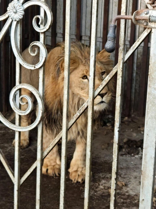 Лев Симба, изъятый у частного владельца на Ставрополье, переехал в Крым | Источник: Пресс-служба Росприроднадзора