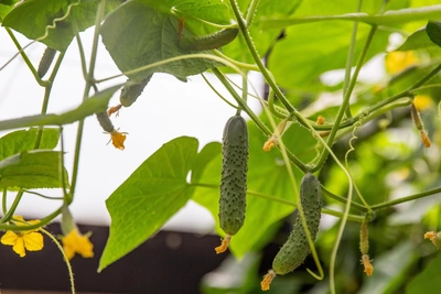 Why cucumbers wilt and grow crooked in late summer