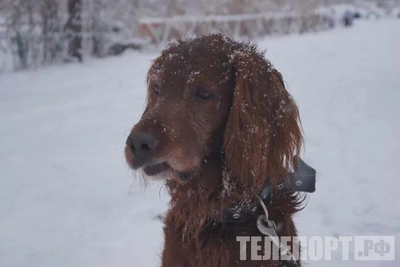 Укус собаки: владельцев не накажут