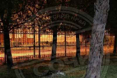 В Сочи ищут мужчину, убившего беременную собаку