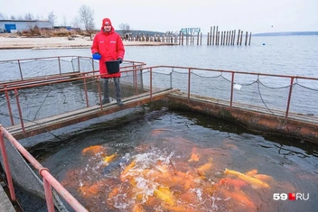 Андрей кормит карпов | Источник: Тимофей Калмаков / 59.RU