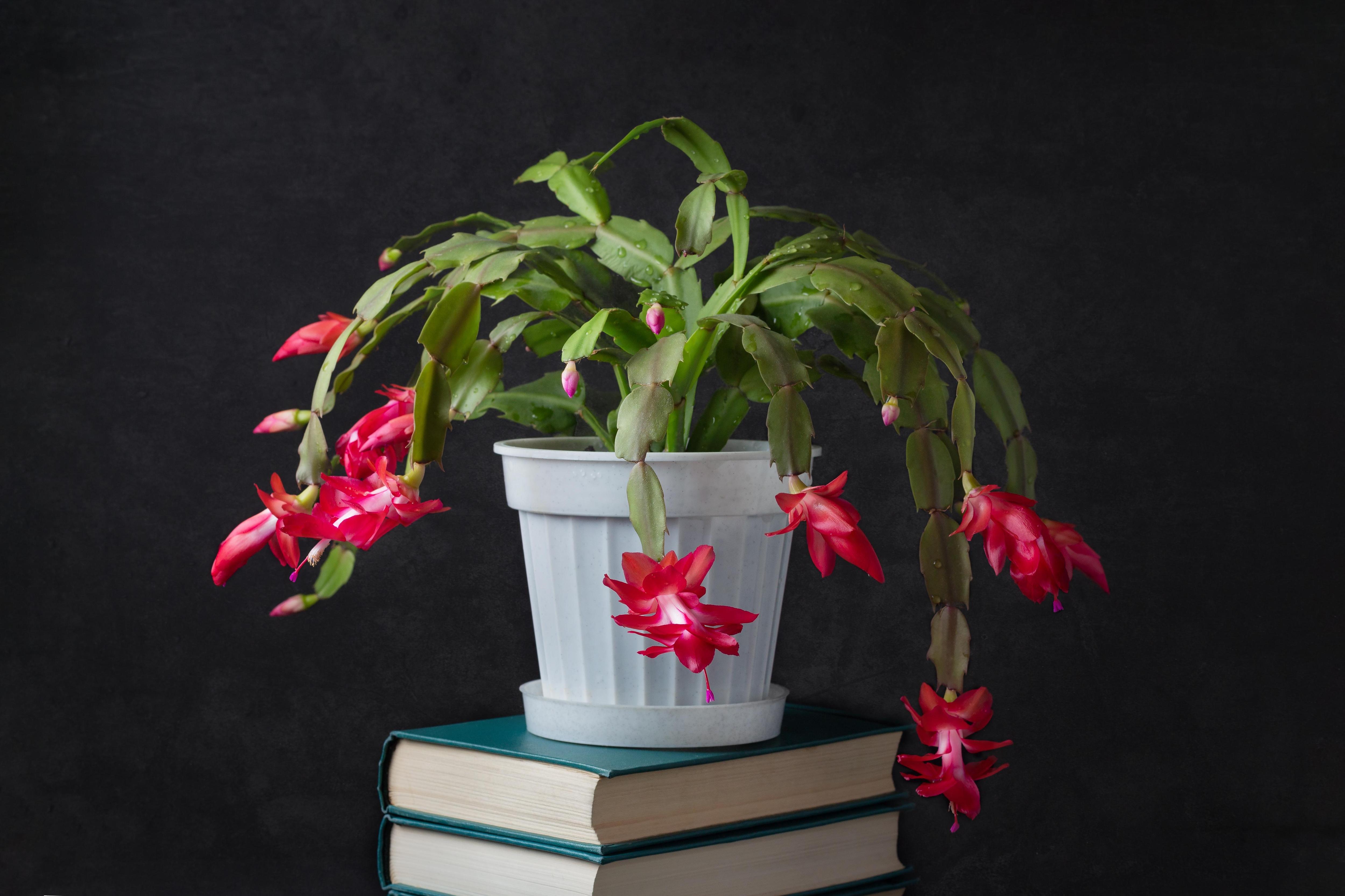 Цветы — народные приметы и суеверия | Блог Семицветика