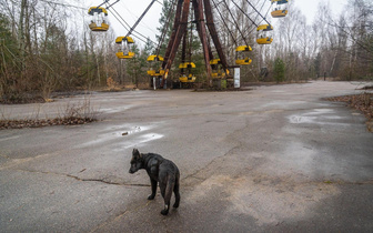 Чернобыльские бродяги: зачем изучают ДНК собак из зоны отчуждения?