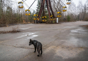 Чернобыльские бродяги: зачем изучают ДНК собак из зоны отчуждения?