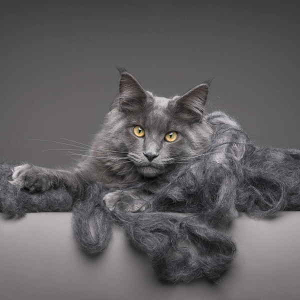 Работы Мирки Кут победили в номинации «Кошачий портрет» | Источник: Mirka Koot / Pet Photography Awards 2025